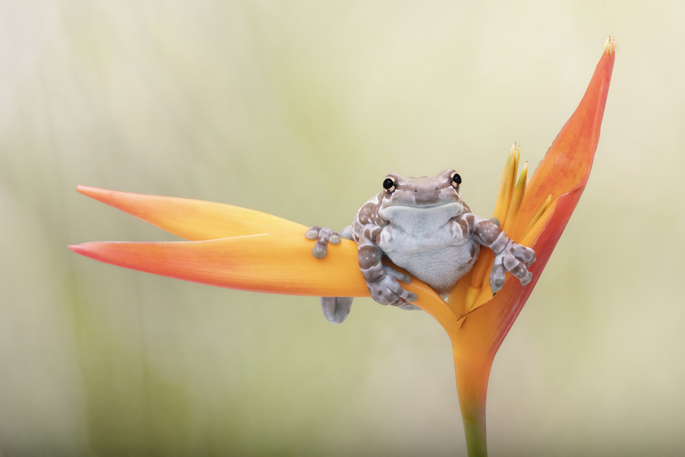 Amazon Milk Tree Frog von Linda D Lester