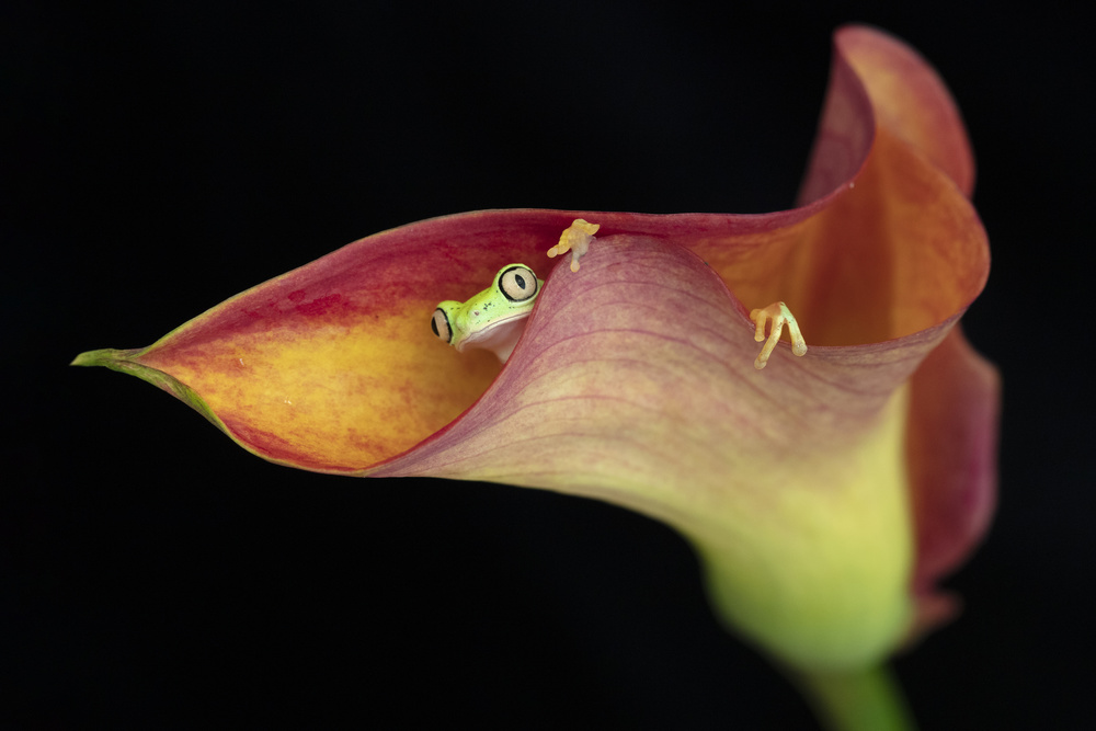 The Lemur Tree Frog and Calla Lily von Linda D Lester