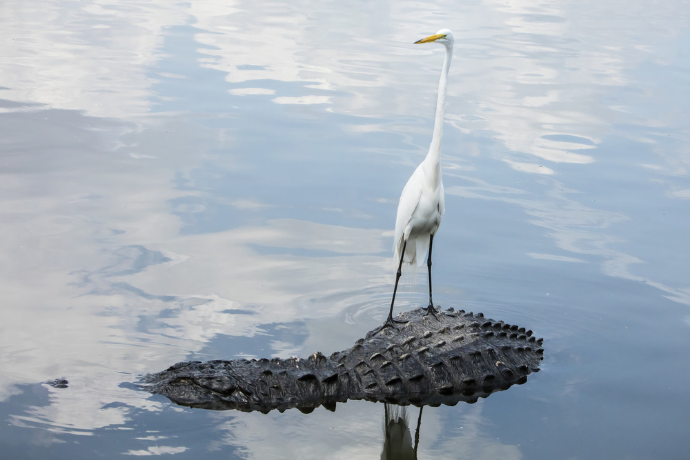 Hitching a Ride von Linda D Lester