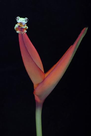 Lemur Tree Frog on a Tropical Stem