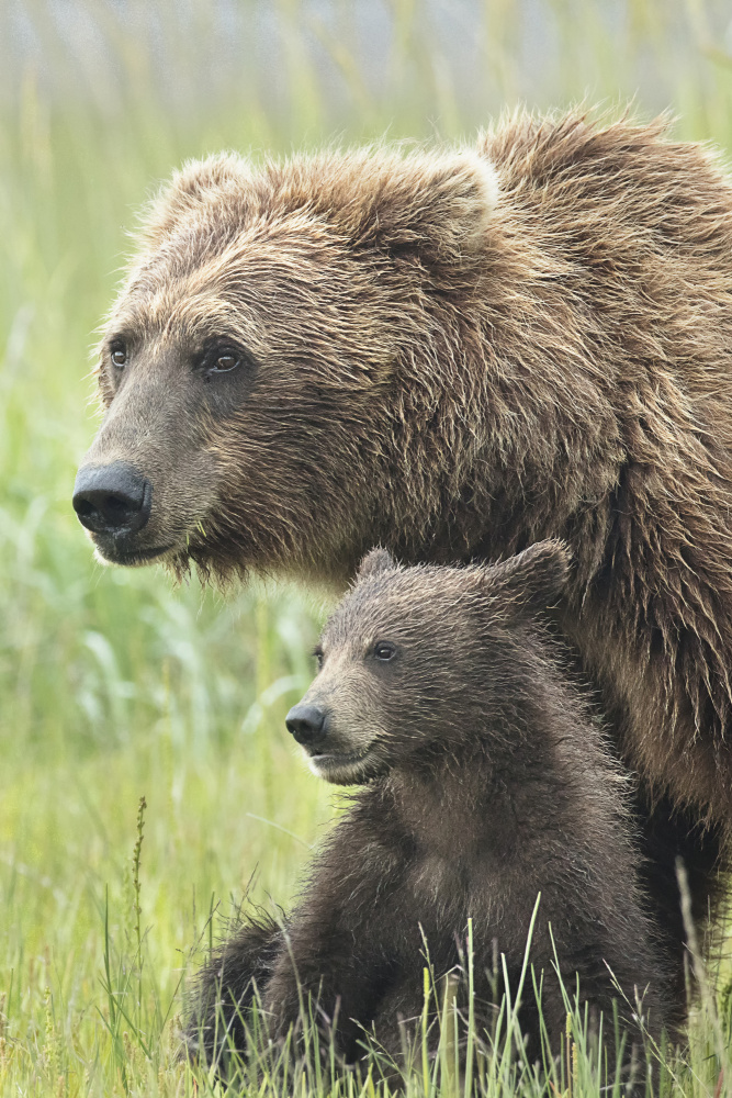 Momma Bear and Cub Portrait von Linda D Lester