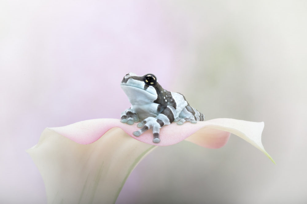 Miss Ellie Mae the Amazon Milk Frog von Linda D Lester