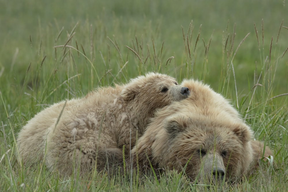 Nap Time with Mom von Linda D Lester