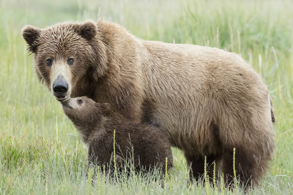 Mother Bear and Cub Moment von Linda D Lester
