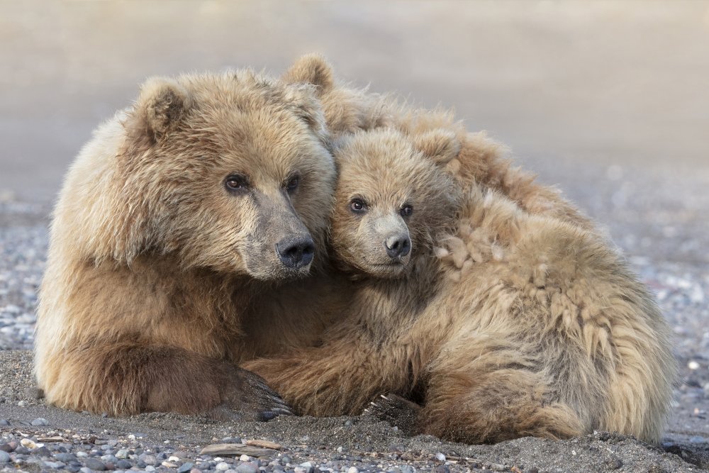 Momma Bear and Cub Aware von Linda D Lester