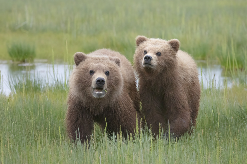 Curousity von Linda D Lester