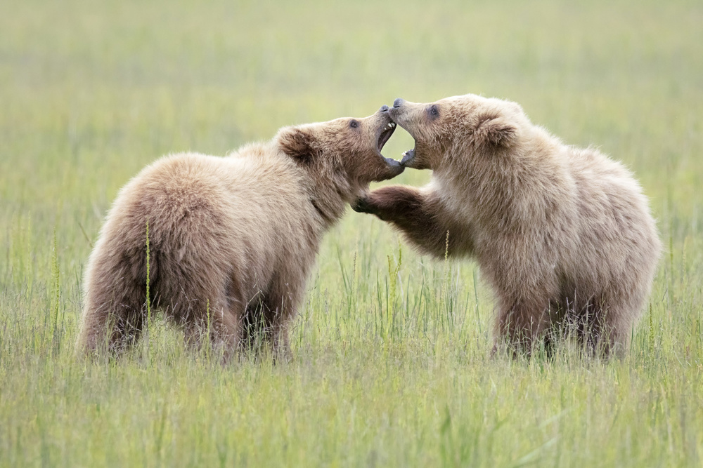 Cub Bear Play Time von Linda D Lester