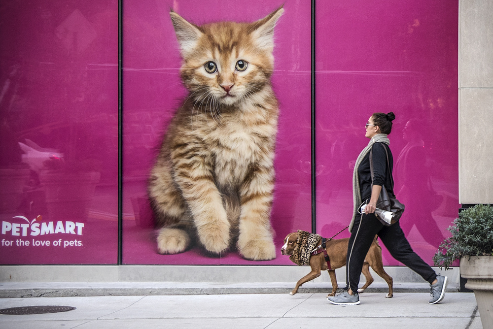 Feline canine von Linda Wride