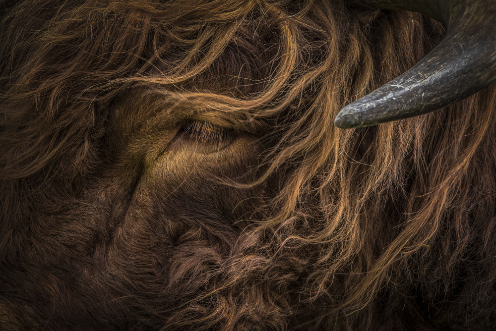 redhead von Linda Wride