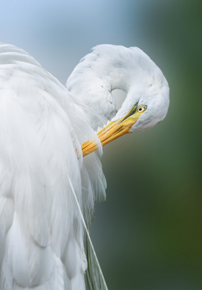 The White Beauty von Ling Lu