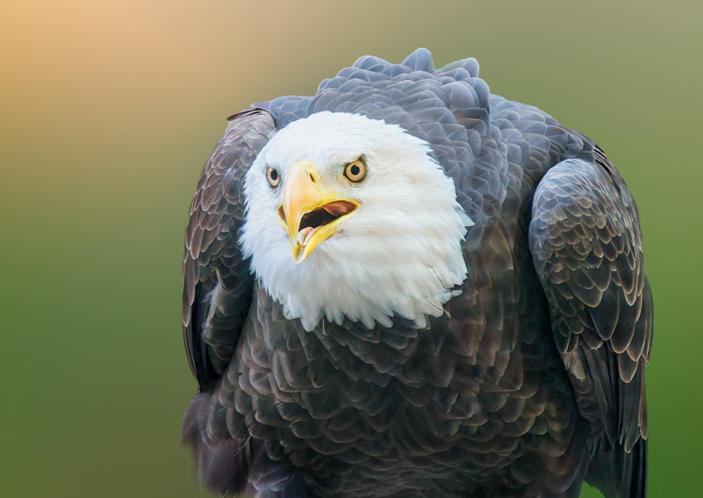 Are you kidding? von Ling Lu