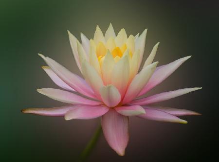 Water Lily Dream