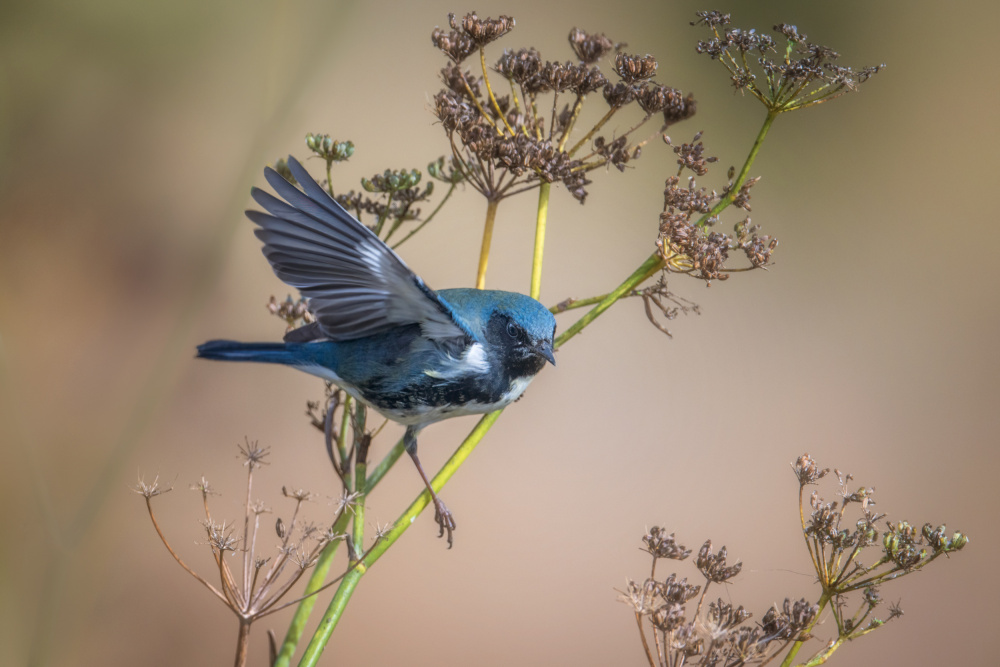 Hopping von Ling Zhang