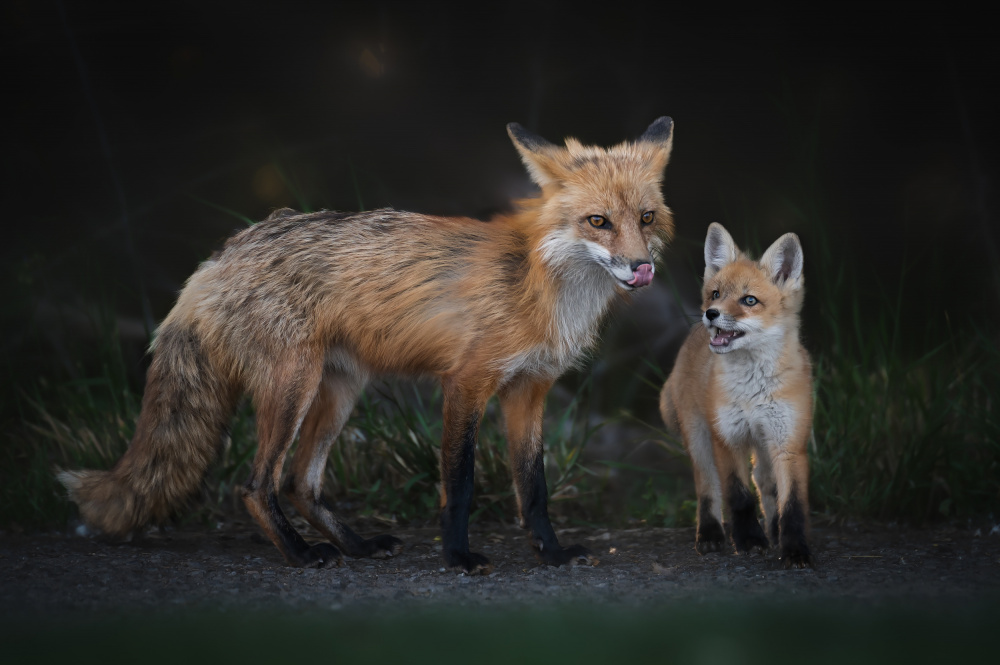 Can I Play Outside? von Ling Zhang