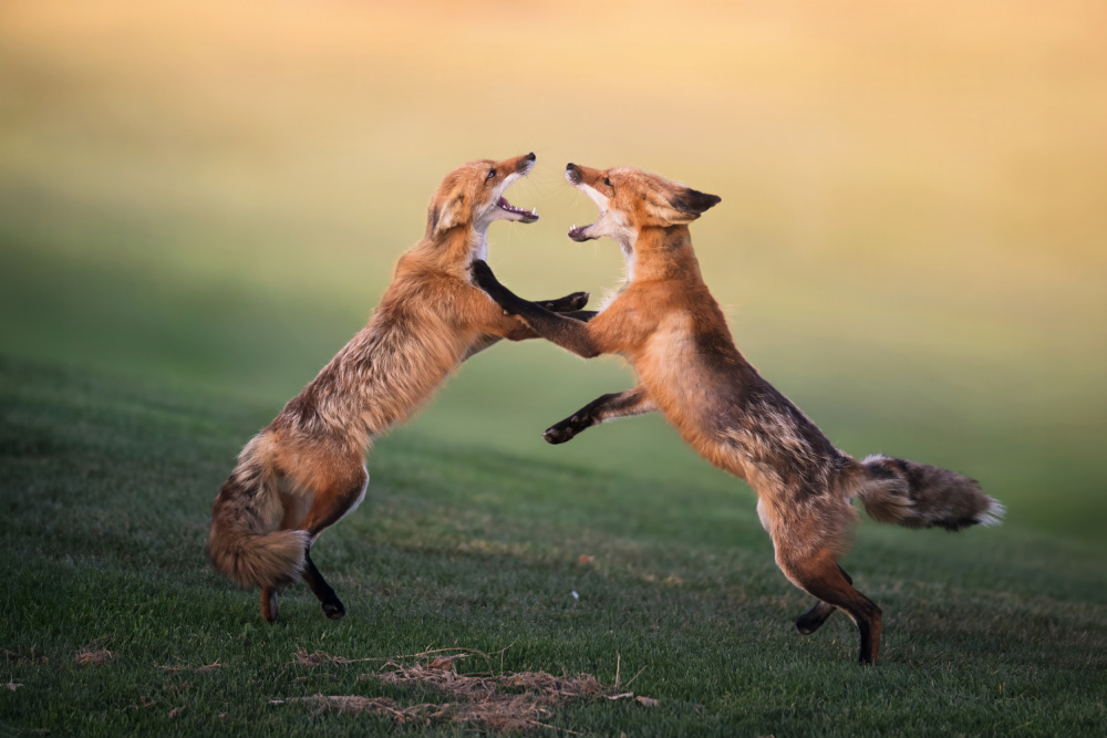 Arguing von Ling Zhang