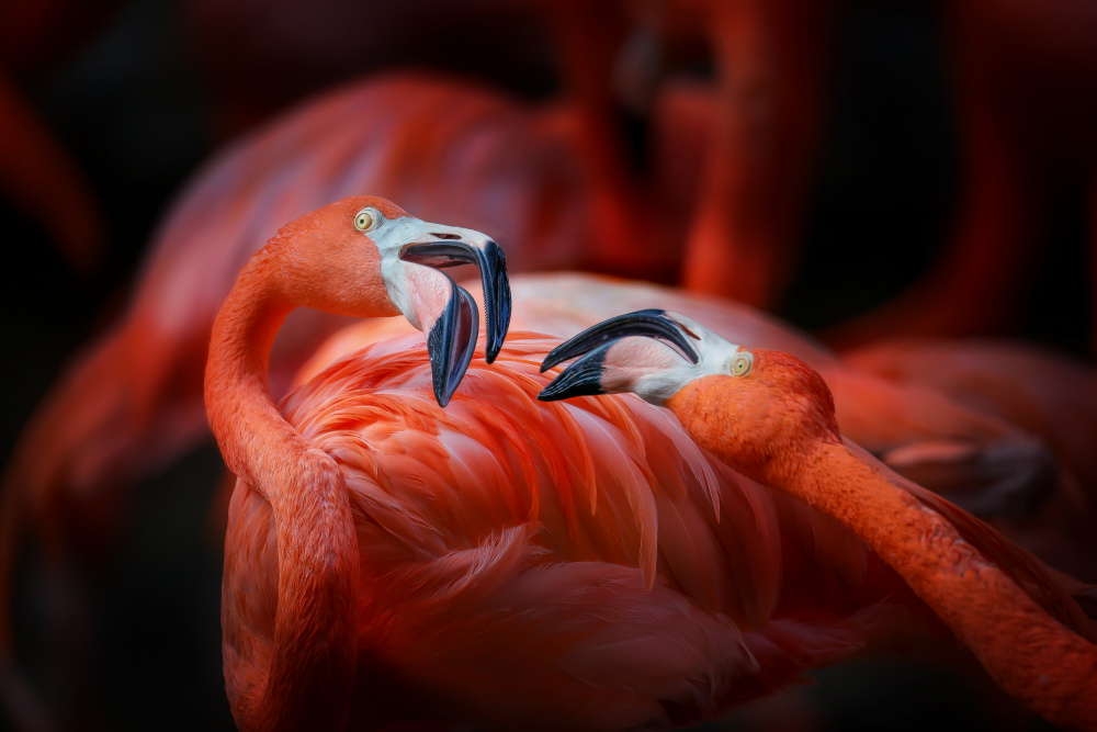 The flamingo 2 von Linli Wang