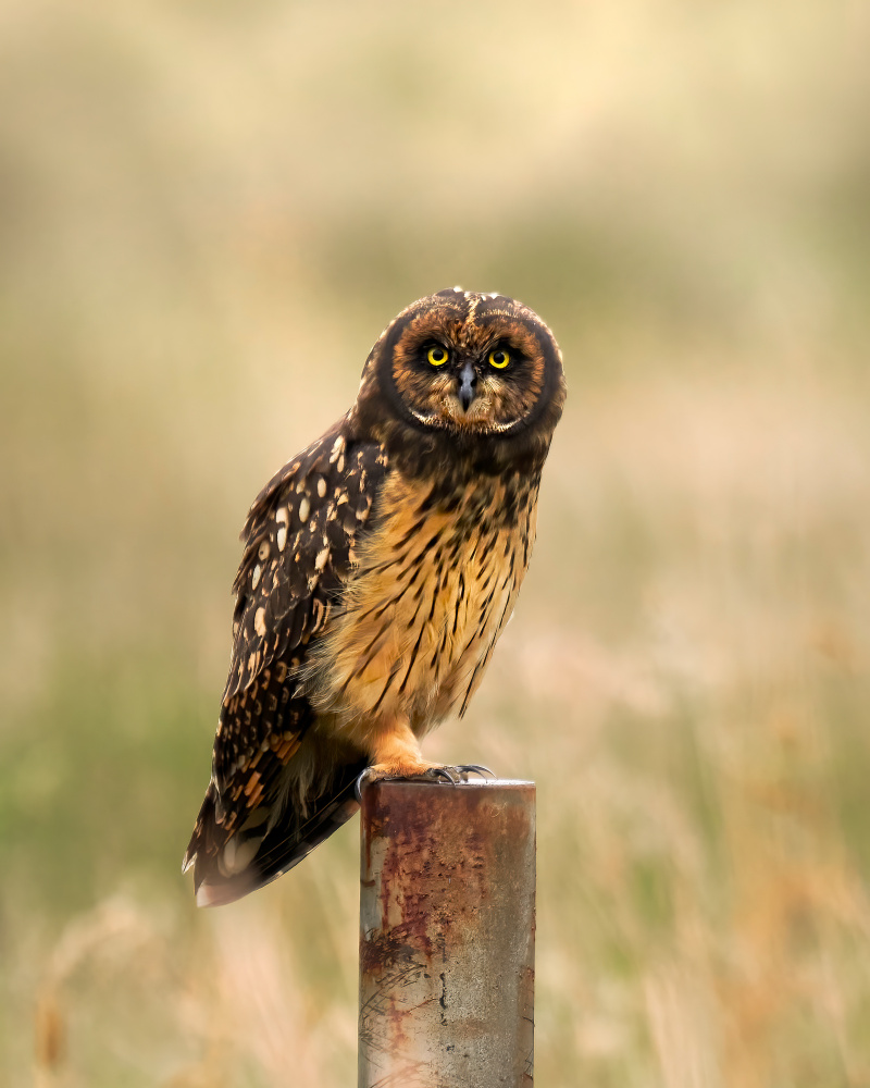 Asio von Lisandro PEREZ