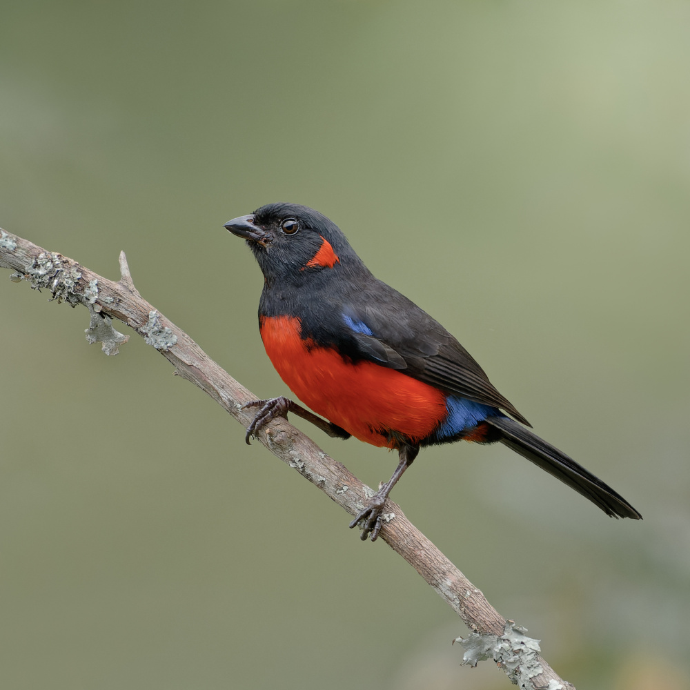 Clarinero von Lisandro PEREZ