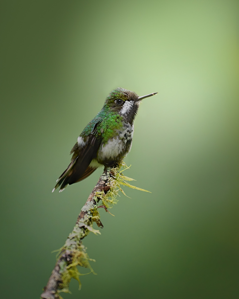 Discosura conversii von Lisandro PEREZ