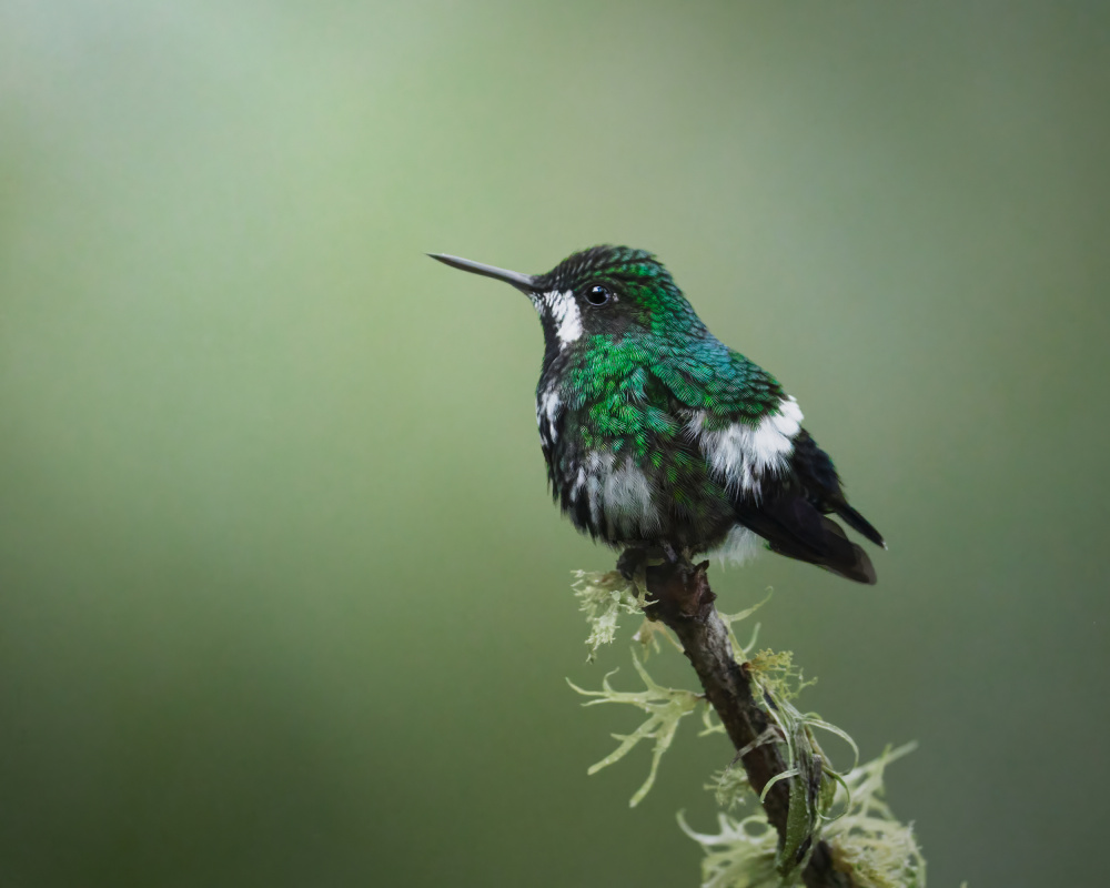 Discosura conversii von Lisandro PEREZ