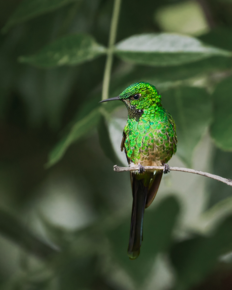 Lesbia nuna von Lisandro PEREZ
