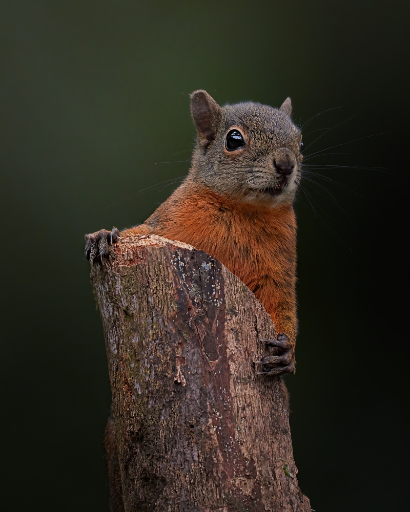Ola ke ase!? von Lisandro PEREZ