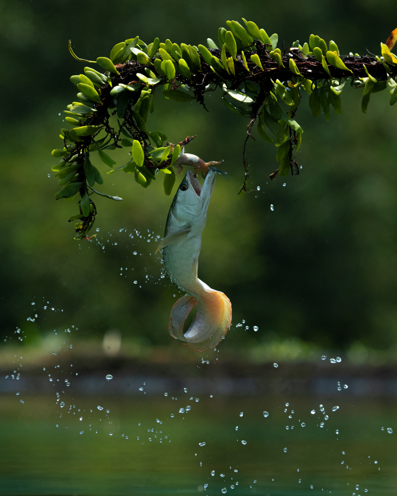 Arowana Catching their Prey von Lisdiyanto Suhardjo