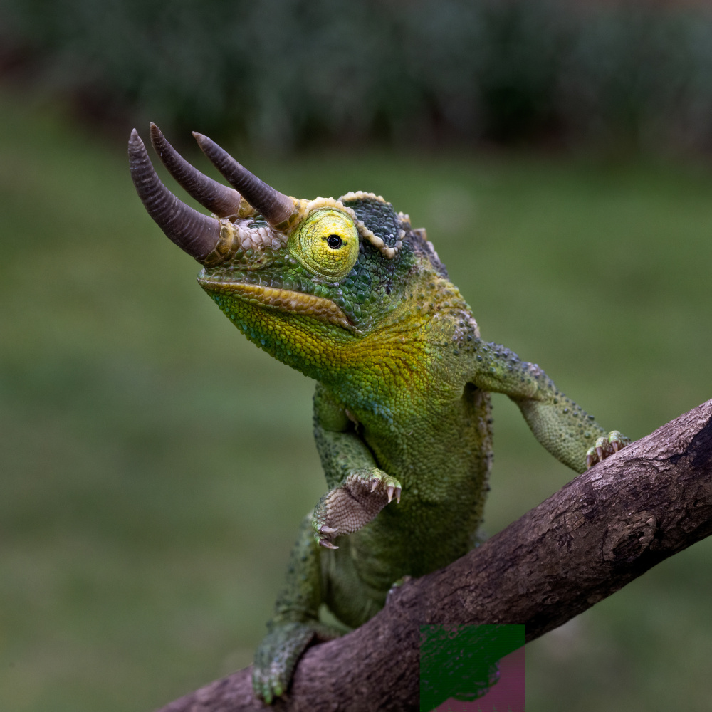 Three horn chameleon von Lisdiyanto Suhardjo