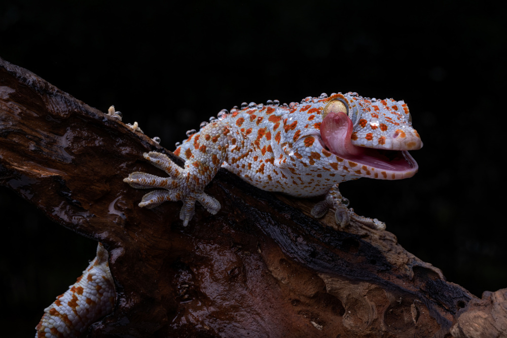 Smiling Gecko von Lisdiyanto Suhardjo