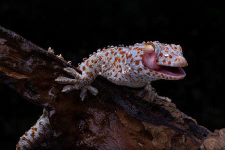 Smiling Gecko