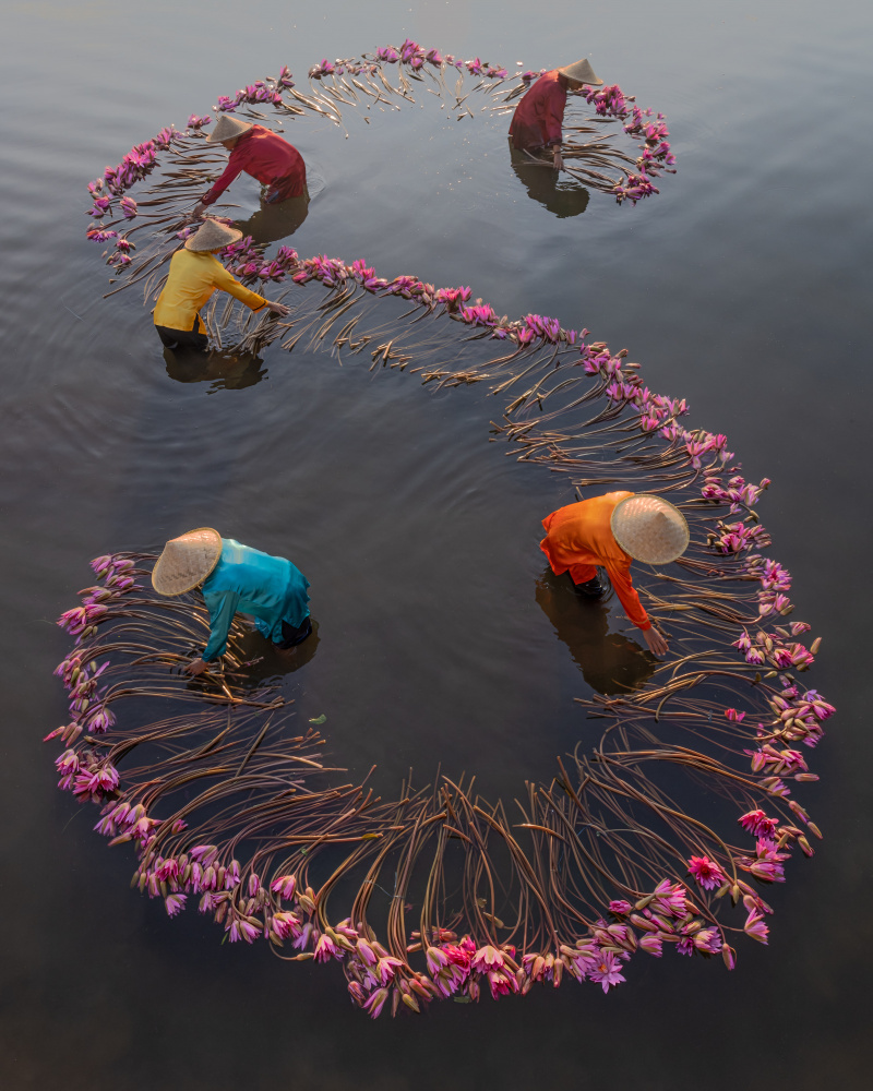Harvesting Lotus von Lisdiyanto Suhardjo