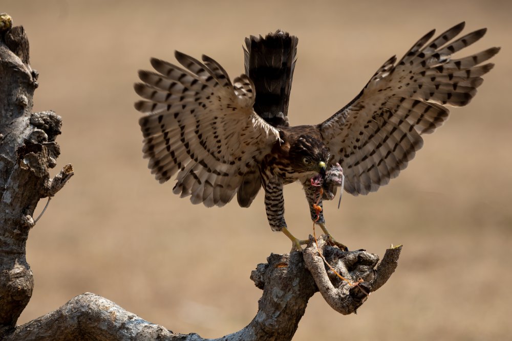 Mighty Eagle von Lisdiyanto Suhardjo