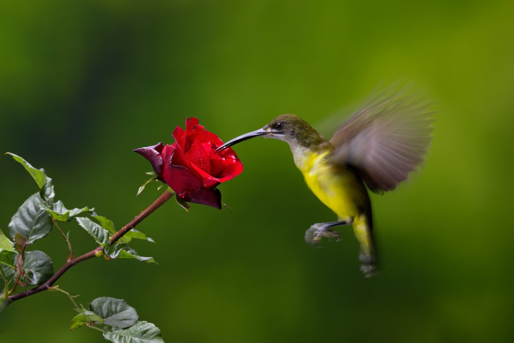 Nectar Eating Bird von Lisdiyanto Suhardjo