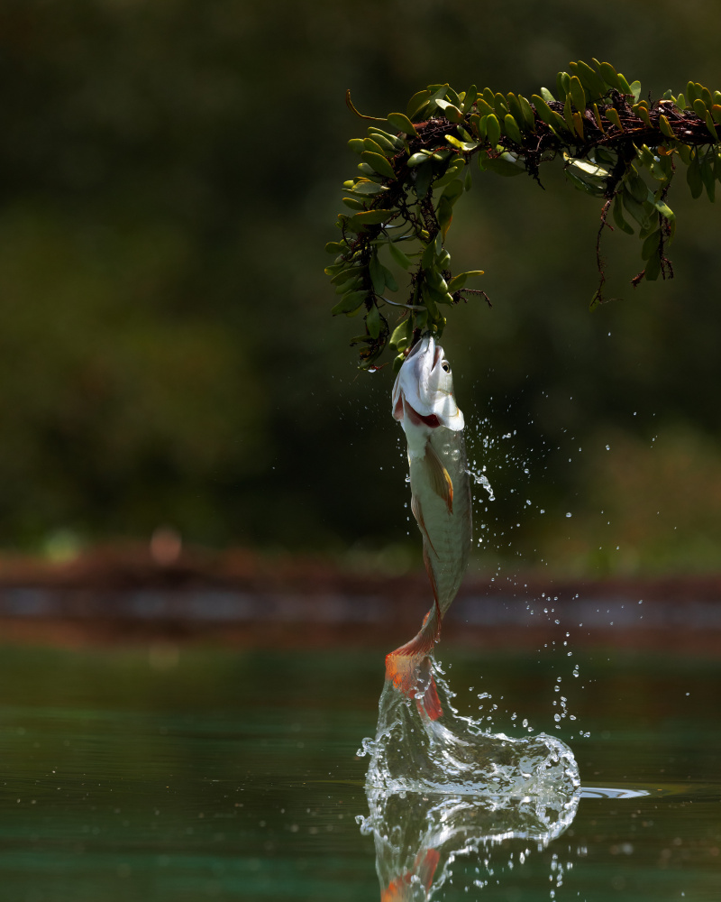 Nice Catch von Lisdiyanto Suhardjo