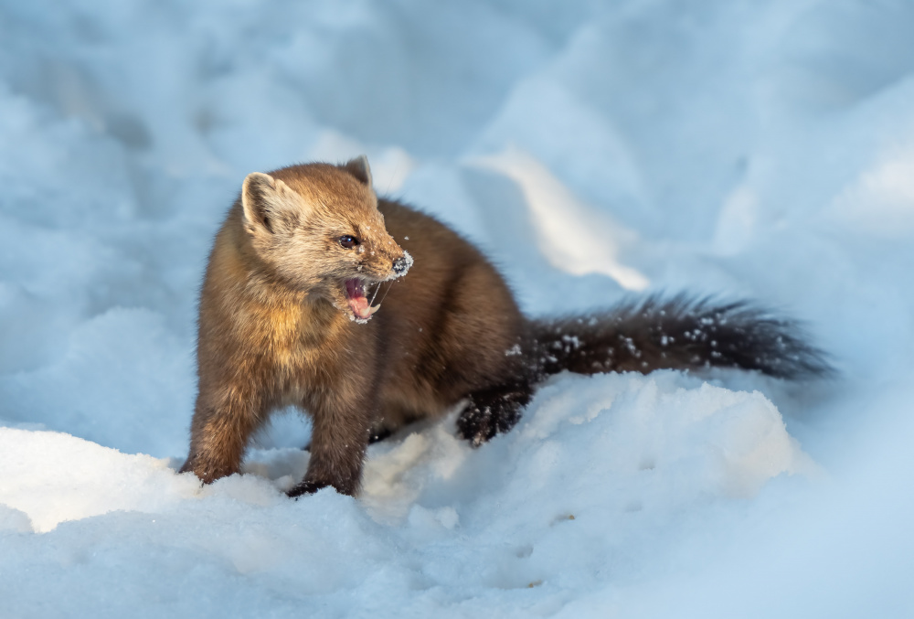 Pine Marten von little7