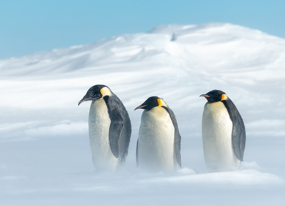 STAY TOGETHER von Liwen Tao