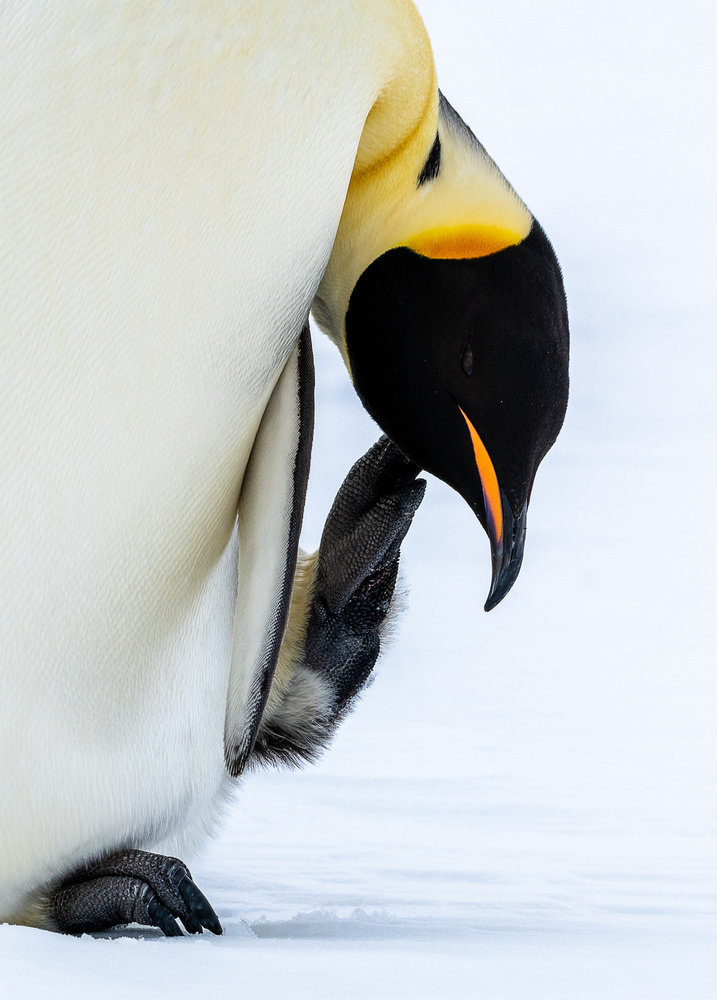 Scratching von Liwen Tao