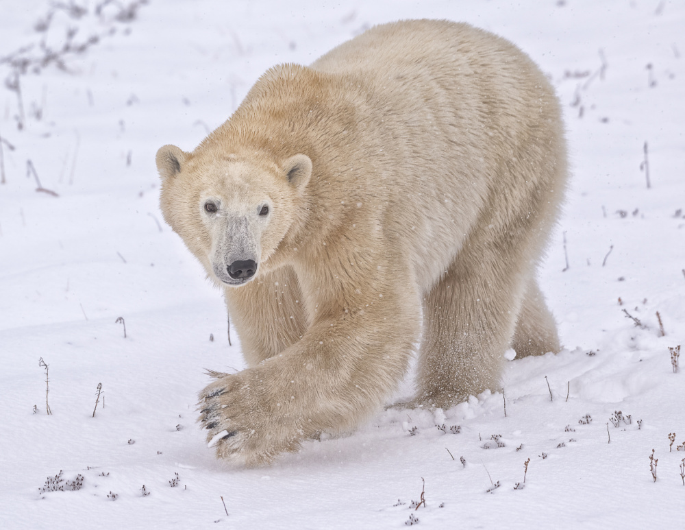 untitledl von Liwen Tao