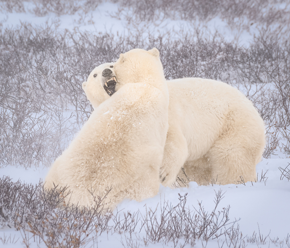 untitledl von Liwen Tao