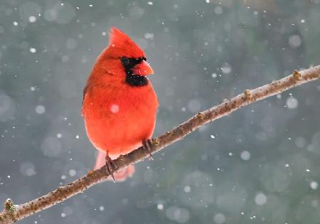 Mr. Cardinal in the snow