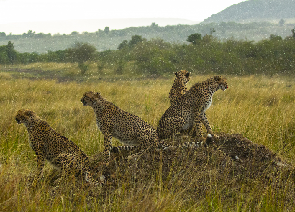 Cheetahs in Rain von Lokesh Kumar Rastogi