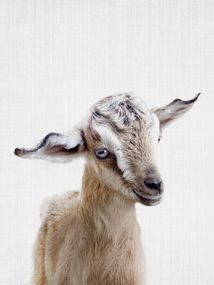 Peekaboo Baby Goat von Lola Peacock