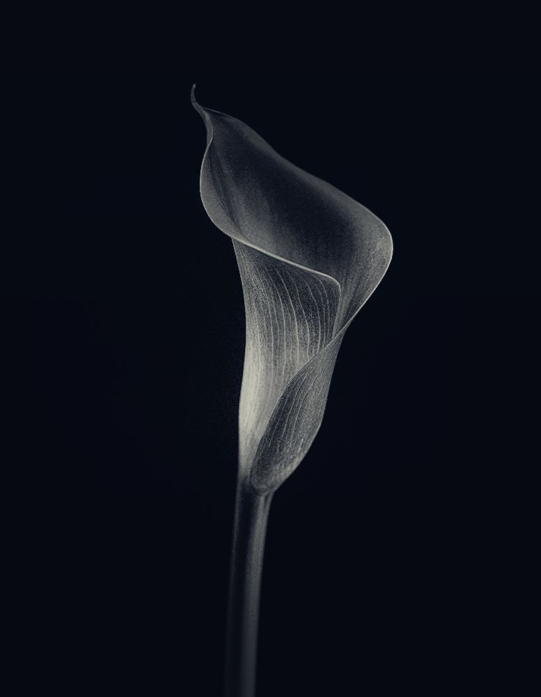 Calla-Lilie von Lotte Gronkjaer