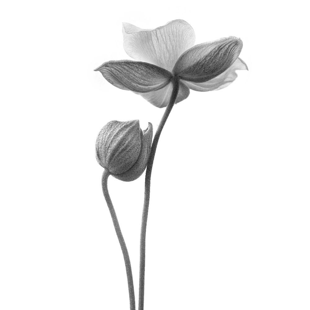 Ein bisschen Touch - monochrom von Lotte Gronkjaer