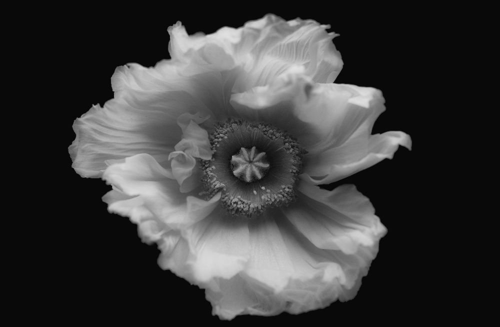 Mohn in Mono von Lotte Gronkjaer