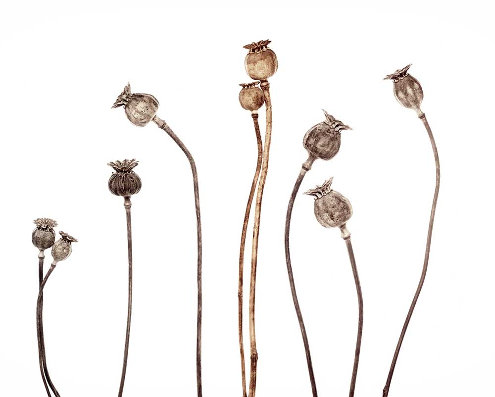 Mohnblumen von Lotte Gronkjaer