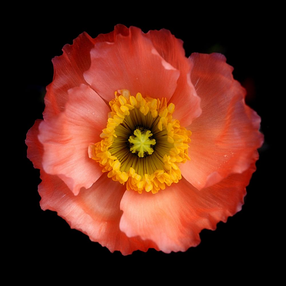 Morgen Mohn von Lotte Gronkjaer