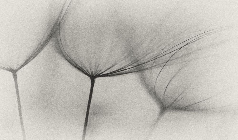 Tragopogon von Lotte Gronkjaer