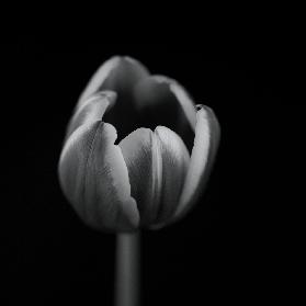 Tulpe in Mono