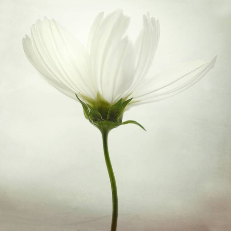 White cosmos von Lotte Gronkjaer
